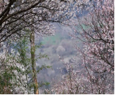 萬(wàn)畝梅園—平通走馬羌寨梅花山一日游