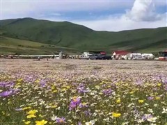 俄木塘花海、紅原大草原經(jīng)典三日